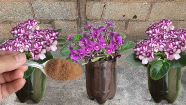 1 cucharada de esto y las flores de la casa crecerán sin parar: nunca había sido así