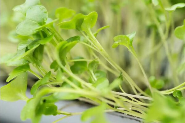 10 Microgreens, microgreens o semillas germinadas para cultivar
