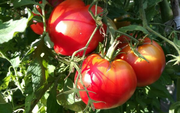 10 consejos esenciales para cultivar tomates
