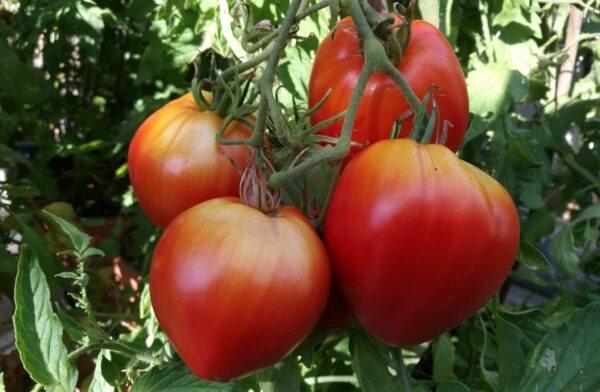 10 consejos esenciales para cultivar tomates