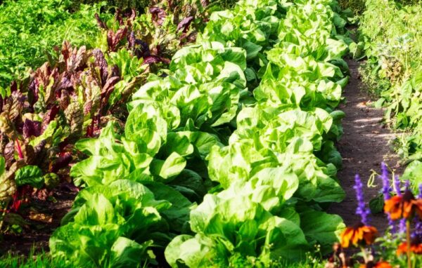 10 consejos para aumentar los rendimientos de tu huerto