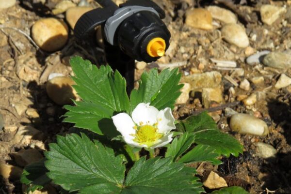 10 consejos para regar cuando hace mucho calor