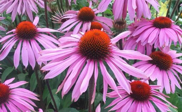 10 flores comestibles que puedes cultivar en tu jardín