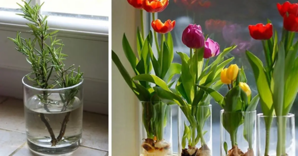 10 flores y plantas que puedes cultivar fácilmente en un vaso de agua para mantener tu hogar siempre con olor