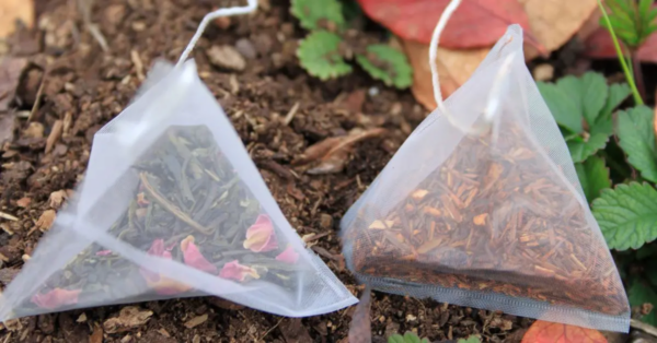 10 formas de usar bolsitas de té usadas en el jardín