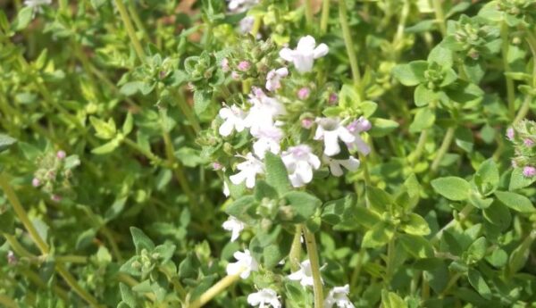 10 hierbas y plantas aromáticas para cultivar en tu balcón