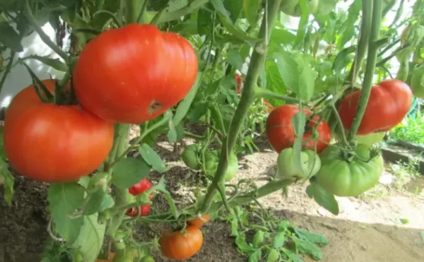 10 hortalizas de alto rendimiento y muy rentables para cultivar