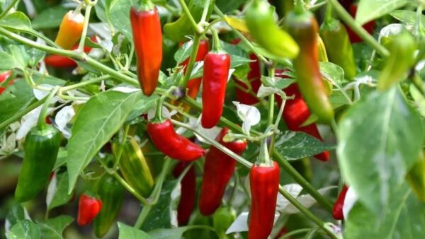 10 hortalizas para cultivar en verano