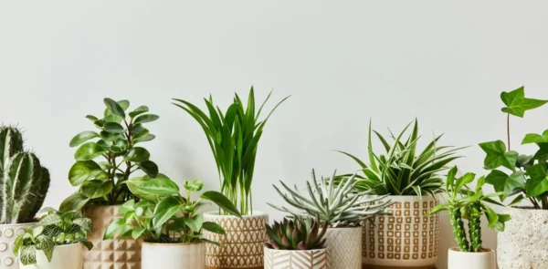 10 plantas de interior que son súper fáciles de mantener, ¡incluso si no tienes un pulgar para la jardinería!