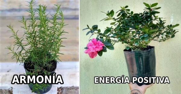 10 plantas para que el hogar desborde de energía positiva