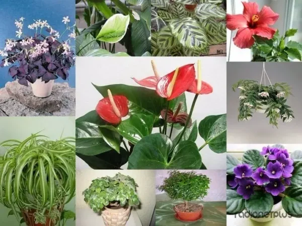 10 plantas que cambian la temperatura en tu hogar