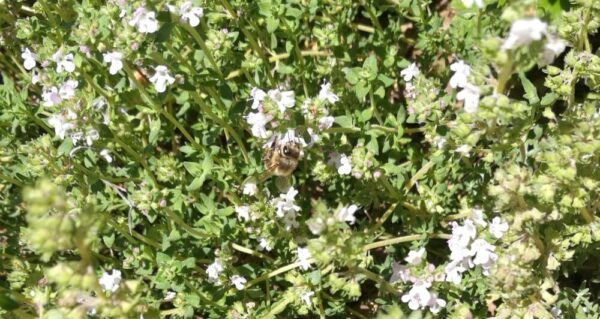 10 razones para cultivar tomillo por sus beneficios alimenticios, para la salud y para el jardín