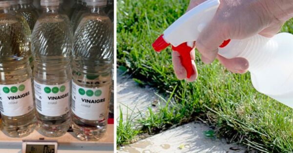 10 razones para usar vinagre blanco para mantener tu jardín