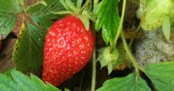 10 secretos para cultivar fresas en tu jardín