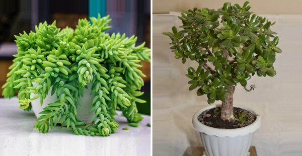 10 suculentas que son perfectas para tener en el interior del hogar