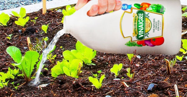 10 usos inteligentes del vinagre blanco para el jardín