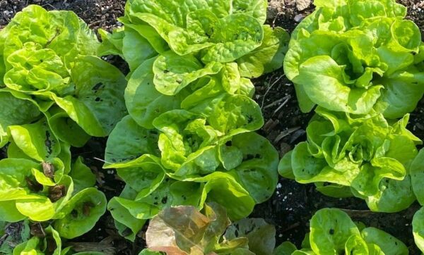 10 vegetales fáciles de cultivar a partir de semillas para principiantes