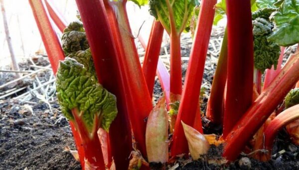 10 vegetales perpetuos que puedes plantar una vez y cosechar durante años