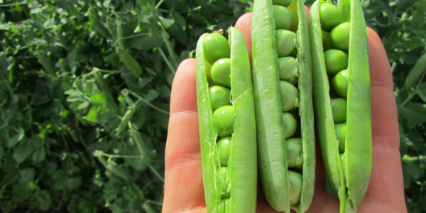 10 verduras cuyas semillas puedes sembrar en mayo