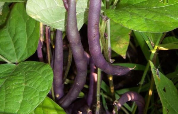 10 verduras en miniatura para cultivar en macetas