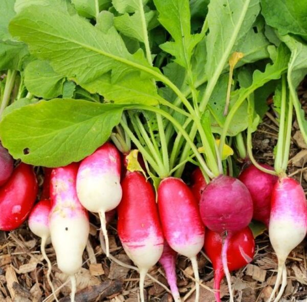 10 verduras fáciles de cultivar para que los niños se interesen