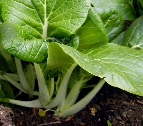 10 verduras para cultivar durante el invierno
