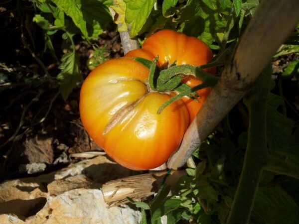 10 verduras para cultivar en primavera para comenzar tu huerto