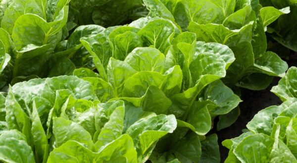 10 verduras para cultivar sin mucha necesidad de sol