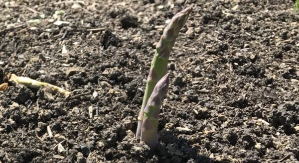 10 verduras para plantar en otoño e invierno que resistirán el frío