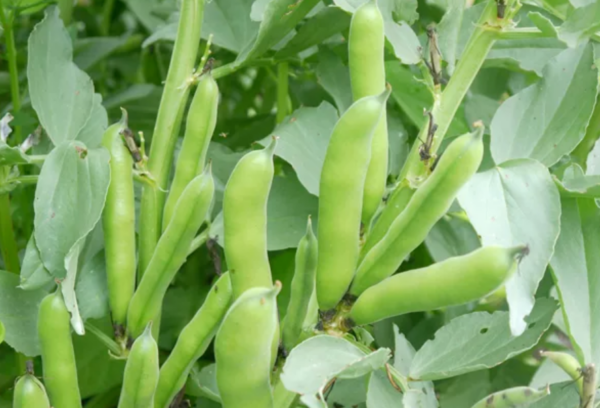 10 verduras para sembrar en febrero