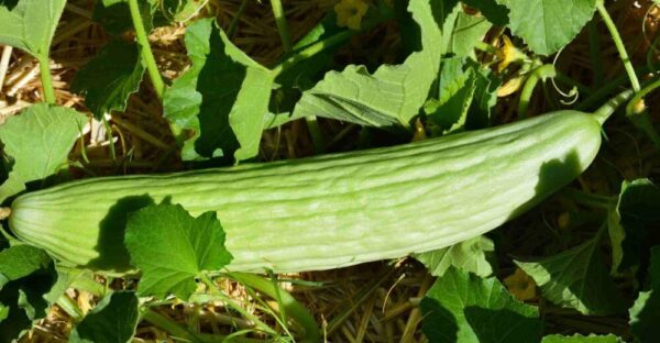 10 verduras que crecen bien con el clima cálido
