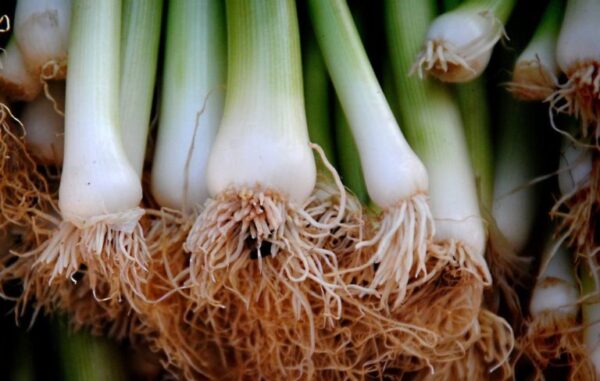 10 verduras que puedes cultivar a partir de las sobras