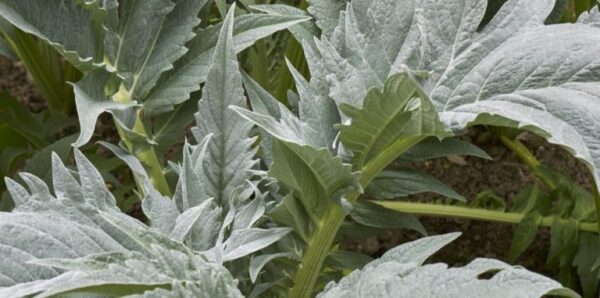 10 verduras viejas y olvidadas para cultivar en tu jardín