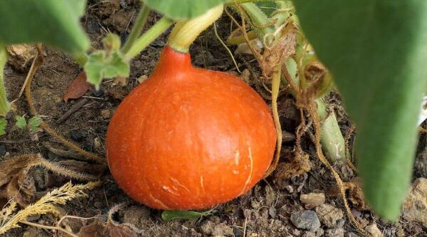 11 consejos para cultivar calabazas