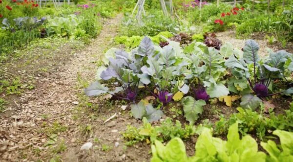 11 consejos para preparar tu huerto de otoño