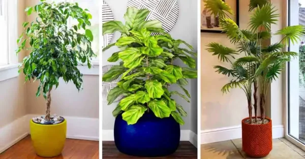 11 plantas que purifican el aire de la casa según la NASA
