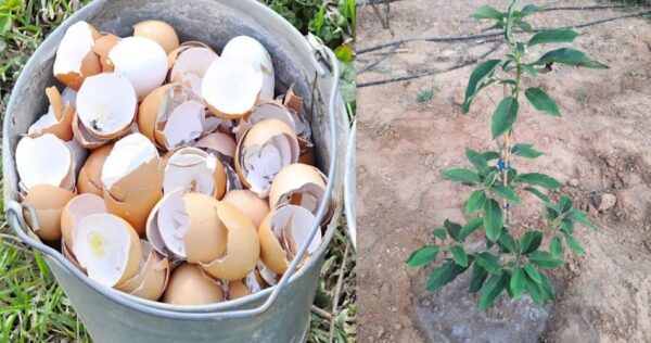 11 usos de la cáscara de huevo en el hogar y el jardín