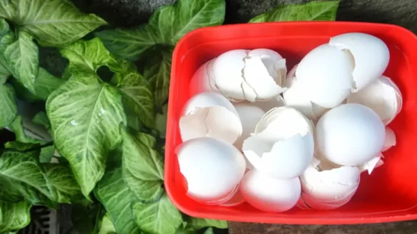 11 usos ingeniosos de las cáscaras de huevo para el hogar y el jardín