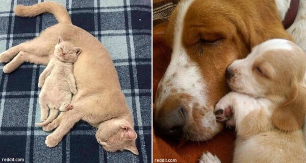 12 fotos muestran que el único amor verdadero es el de una madre