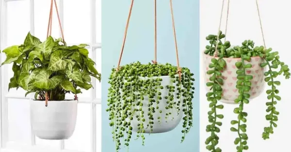 12 plantas de interior para colgar y realzar tu hogar