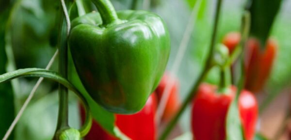 12 secretos para cultivar pimientos en tu jardín