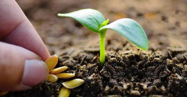 12 semillas de crecimiento rápido que crecen fácilmente