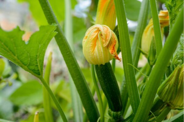 12 verduras cuyas semillas puedes sembrar en abril