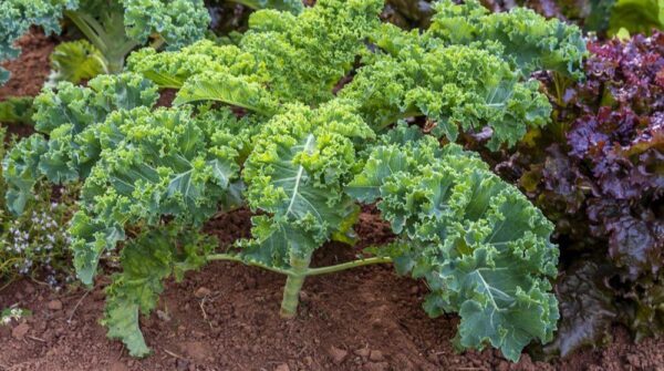 12 verduras del jardín de invierno, la lista completa de lo que puedes cultivar