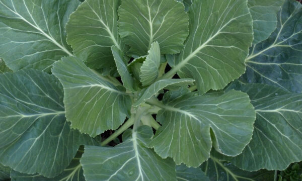 12 verduras para sembrar en septiembre para cosechas en otoño invierno