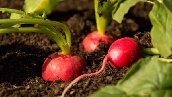 13 verduras que puedes cultivar a principios de primavera