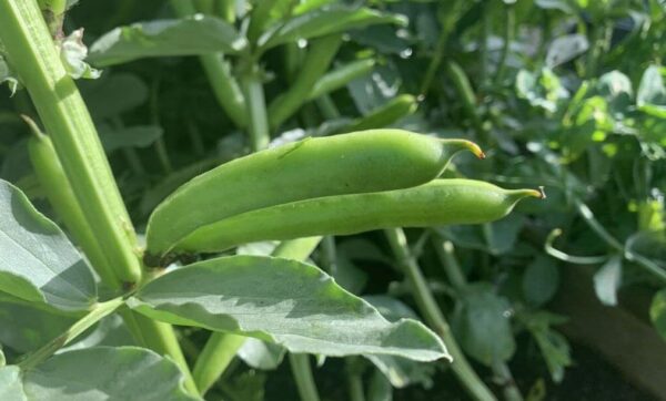 13 verduras que son fáciles de sembrar directamente afuera en su jardín