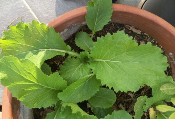 14 maneras de extender su temporada de crecimiento