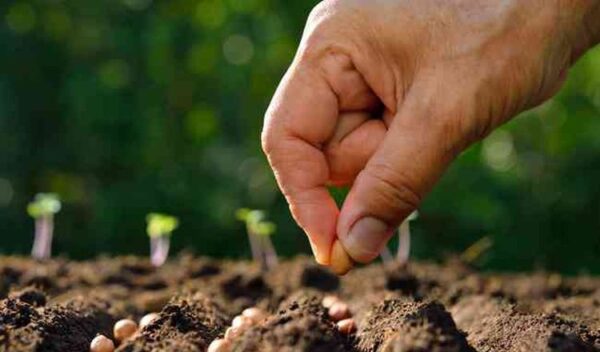 15 hortalizas cuyas semillas puedes sembrar en marzo