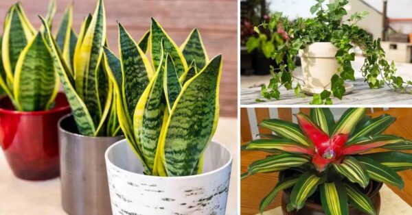 15 plantas de interior que son buenas para tu salud